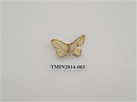 藏品(尺蛾443)的圖片